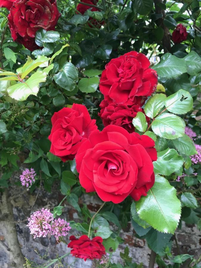 Amazing Apartment, Private Garden, Off Street Parking Hove Buitenkant foto